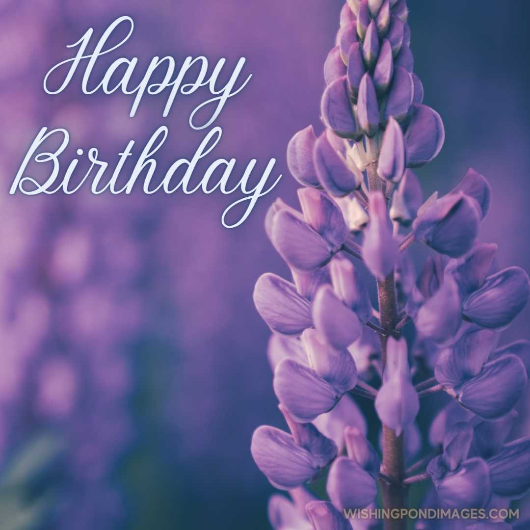 An image of a beautiful lupin flower on light purple background. Happy Birthday Purple Flower Images
